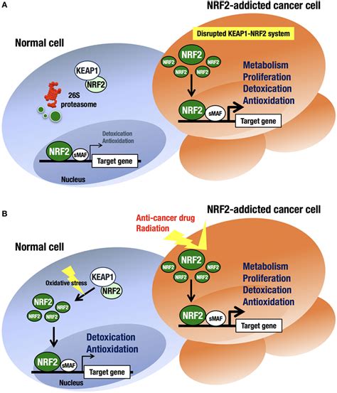 kaep larong|The KEAP1–NRF2 System as a Molecular Target of Cancer .